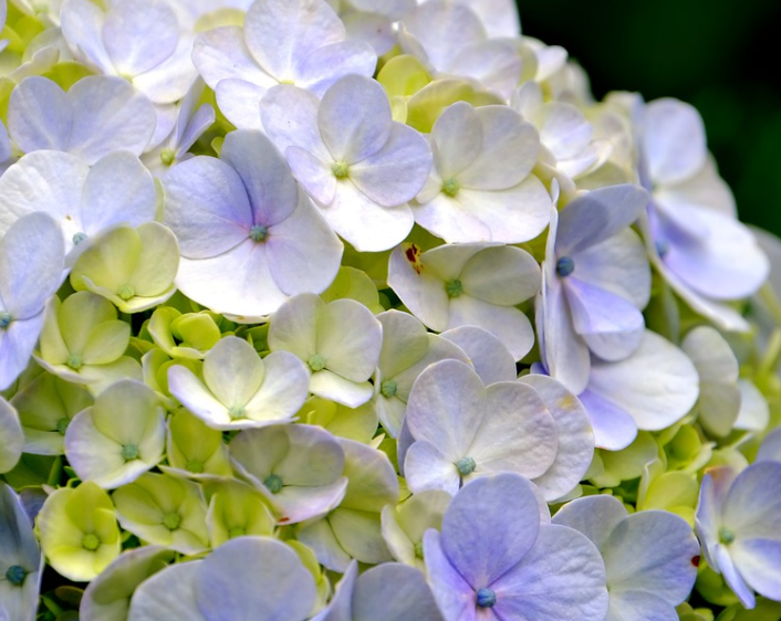 아름답게 핀 수국