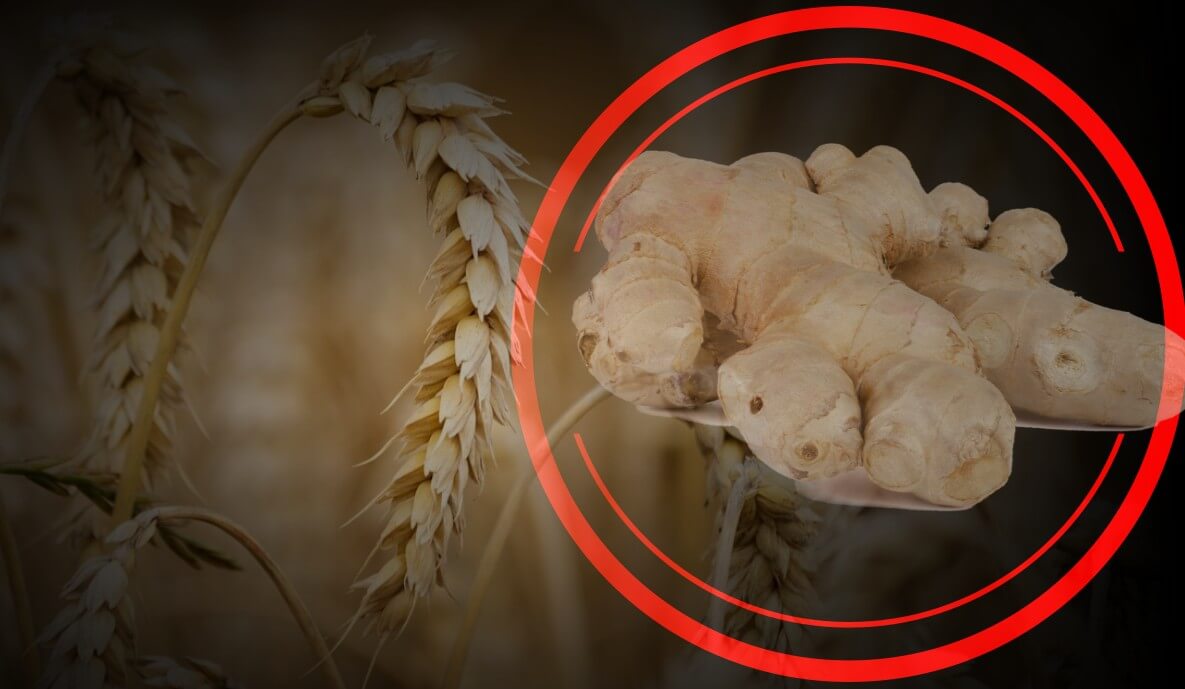 보리와-생강이-있는-사진입니다.