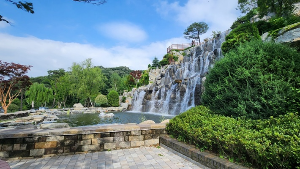 용인 자작나무숲