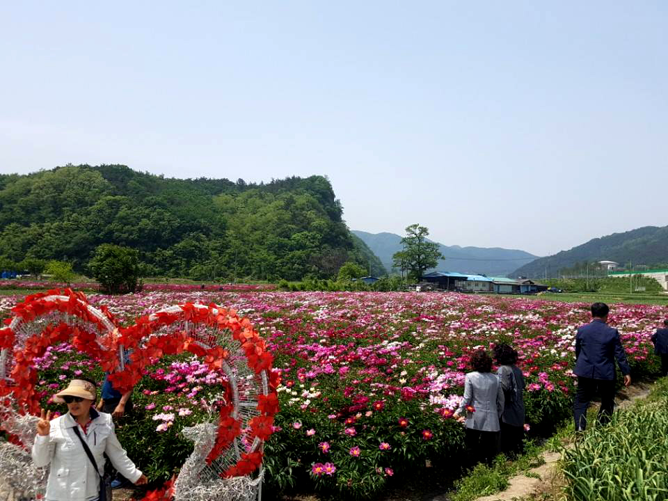 [5월 여행]영천작약꽃축제❘영천 삼창리&middot;정각리 작약꽃밭, 그리고 보현산약초식물원까지