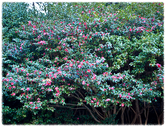 동백꽃 명소 동백나무 숲 명소 TOP 10