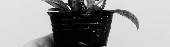 금계국 파종시기: 금계국 모종