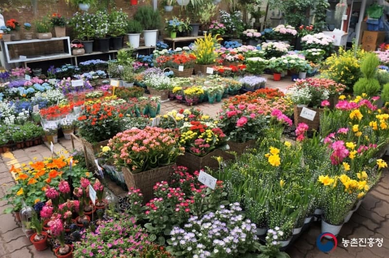 꽃, 나무 시장 가이드와 봄에 사야하는 실내 식물 추천