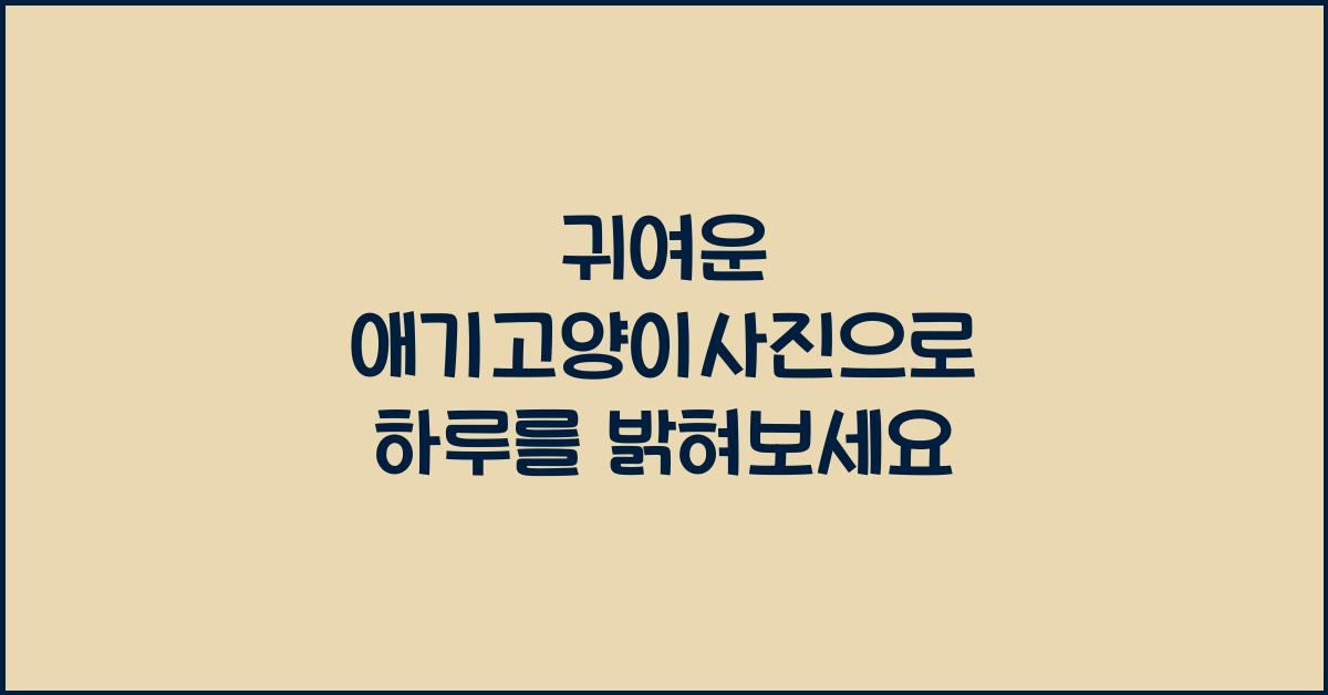애기고양이사진