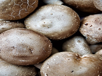 표고버섯 효능 사진29