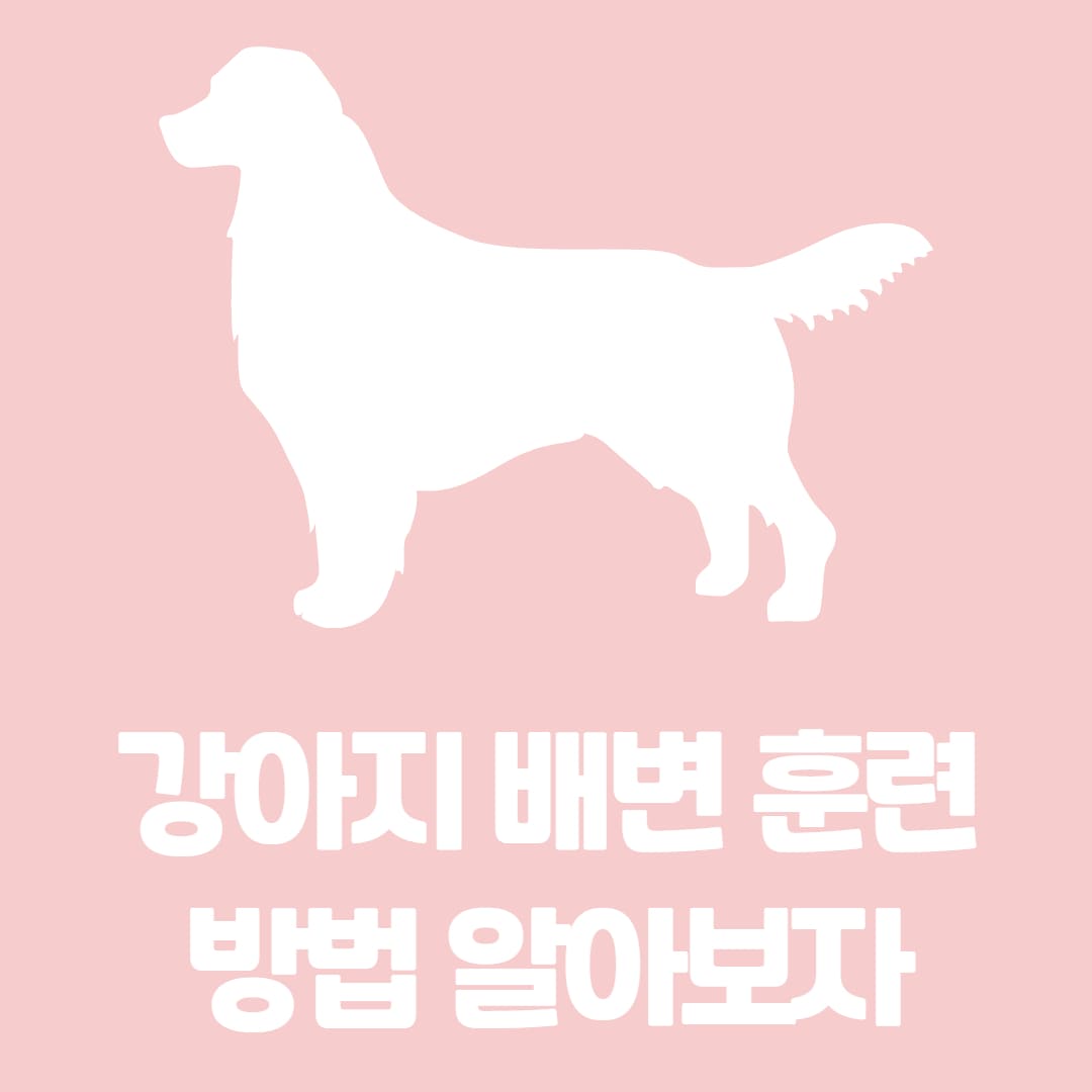 강아지 배변 훈련의 중요성과 방법에 대해 알아보자
