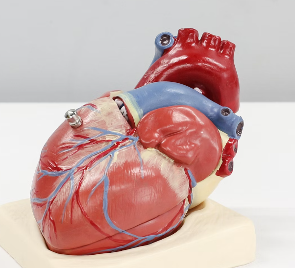 아보카도 오일 효능 : 심혈관