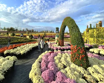 연천 국화축제_14