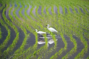 망종 절기 망종의 뜻 전통음식 매실청 담그기_17