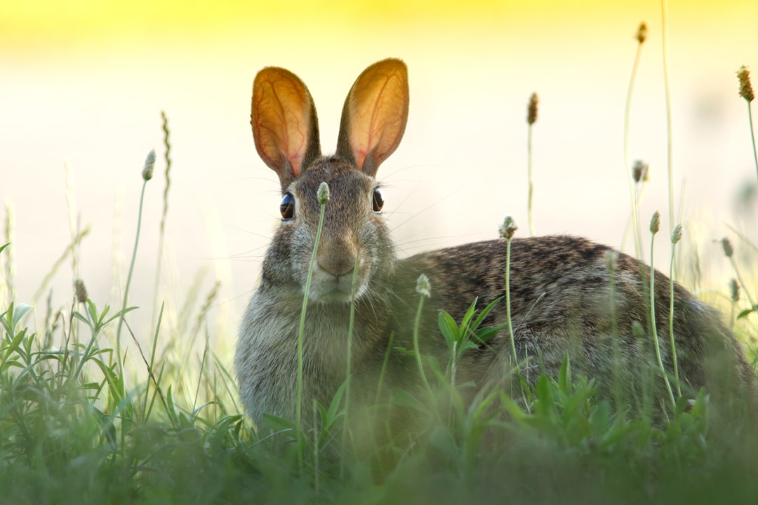 Rabbit