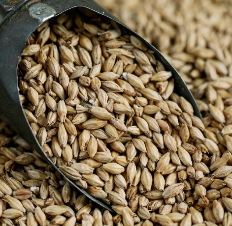 곡물 종류 보리-맥주보리