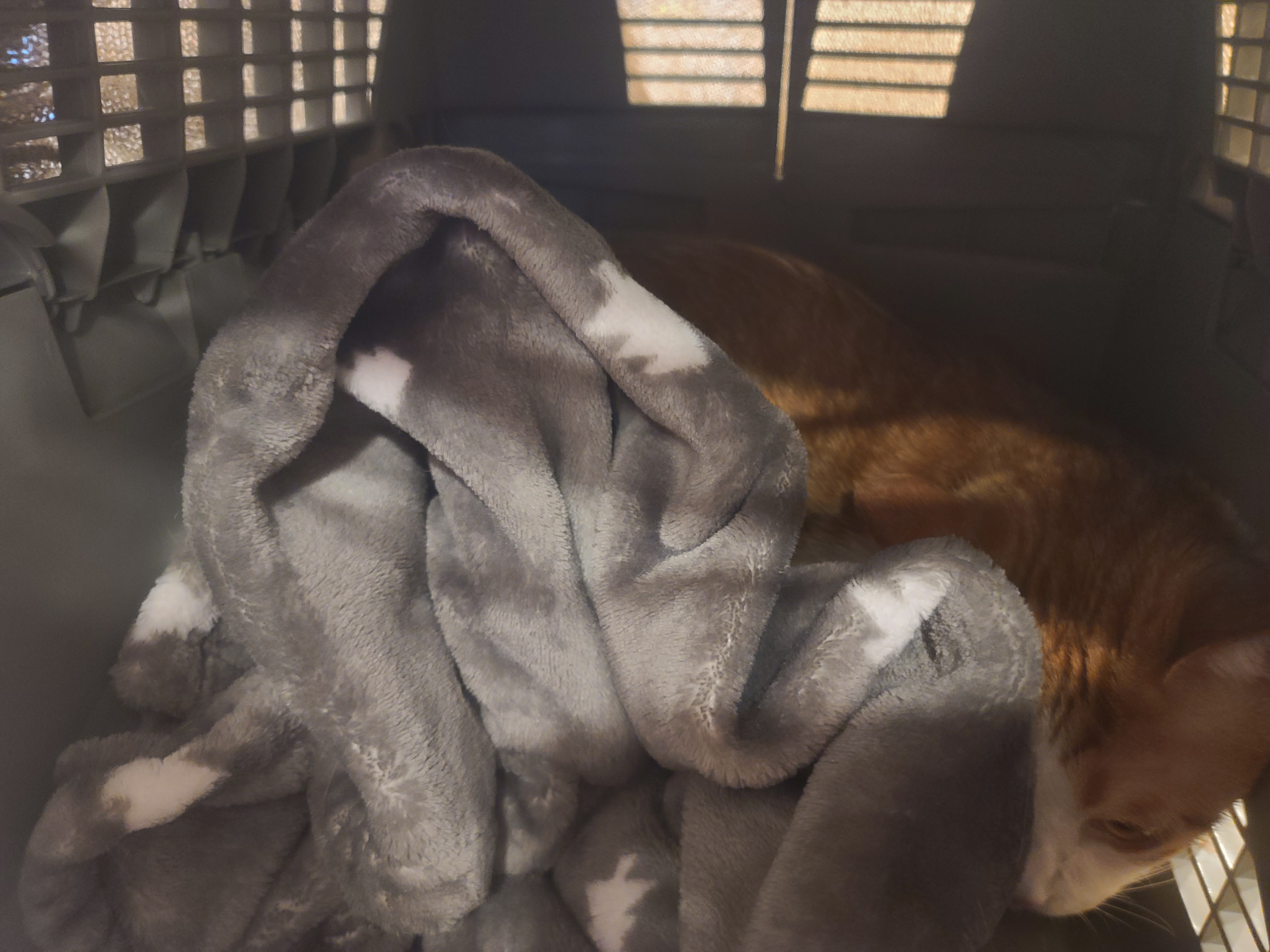 막둥이 삐용이의 방광염 스토리. 내가 생각하는 막둥이 방광염의 원인. 고양이 방광염.