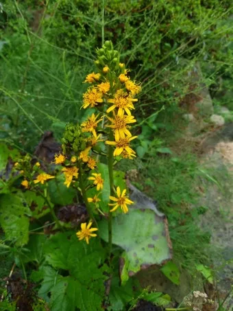 곰취 먹는방법 쌈 무침 장아찌 만드는법 요리 데치는방법_17
