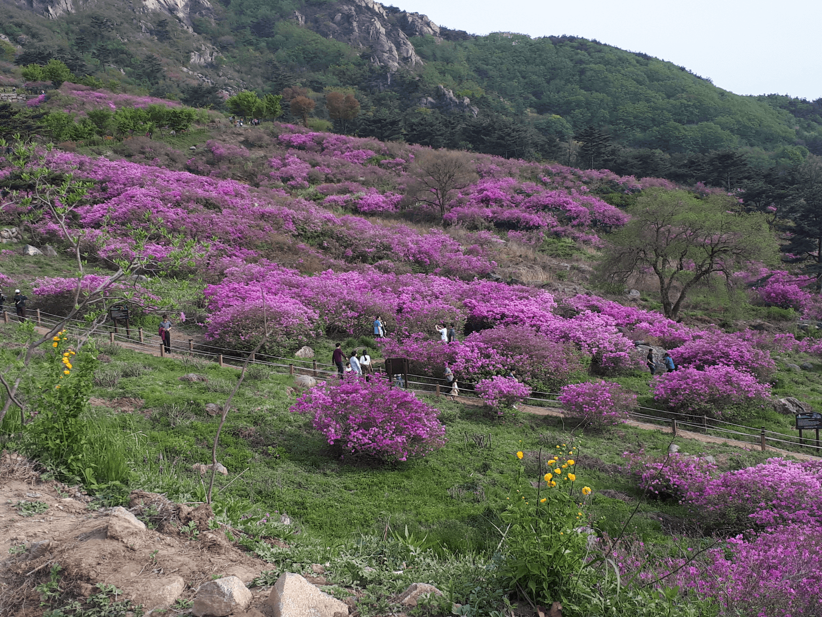 황매산 철쭉 축제 개화시기
