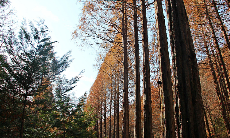 온빛자연휴양림
