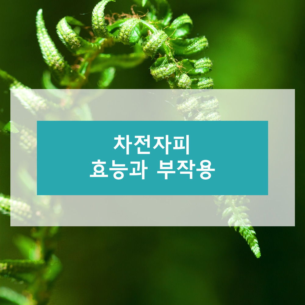 차전자피에 대하여