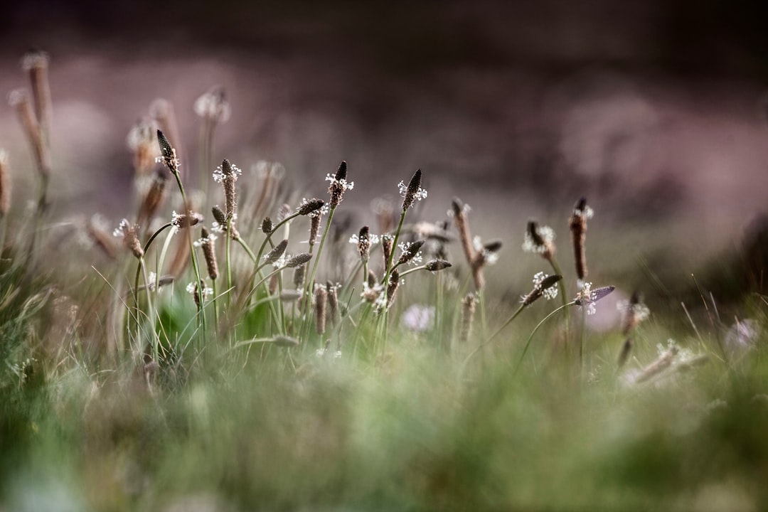 pollen
