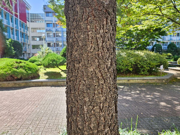 개잎갈나무 수피