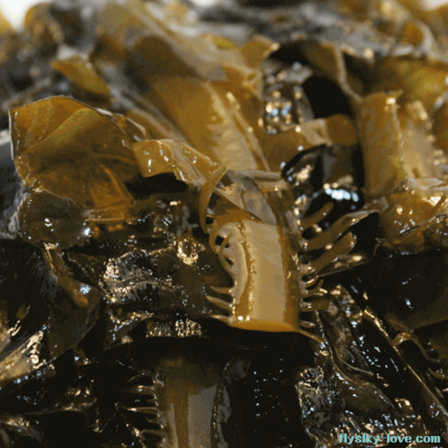 다양한 영양소가 풍부한 물미역