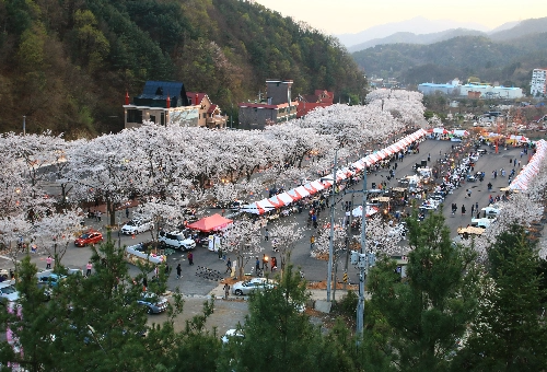 가평 벚꽃명소 에덴벚꽃길 벚꽃축제
