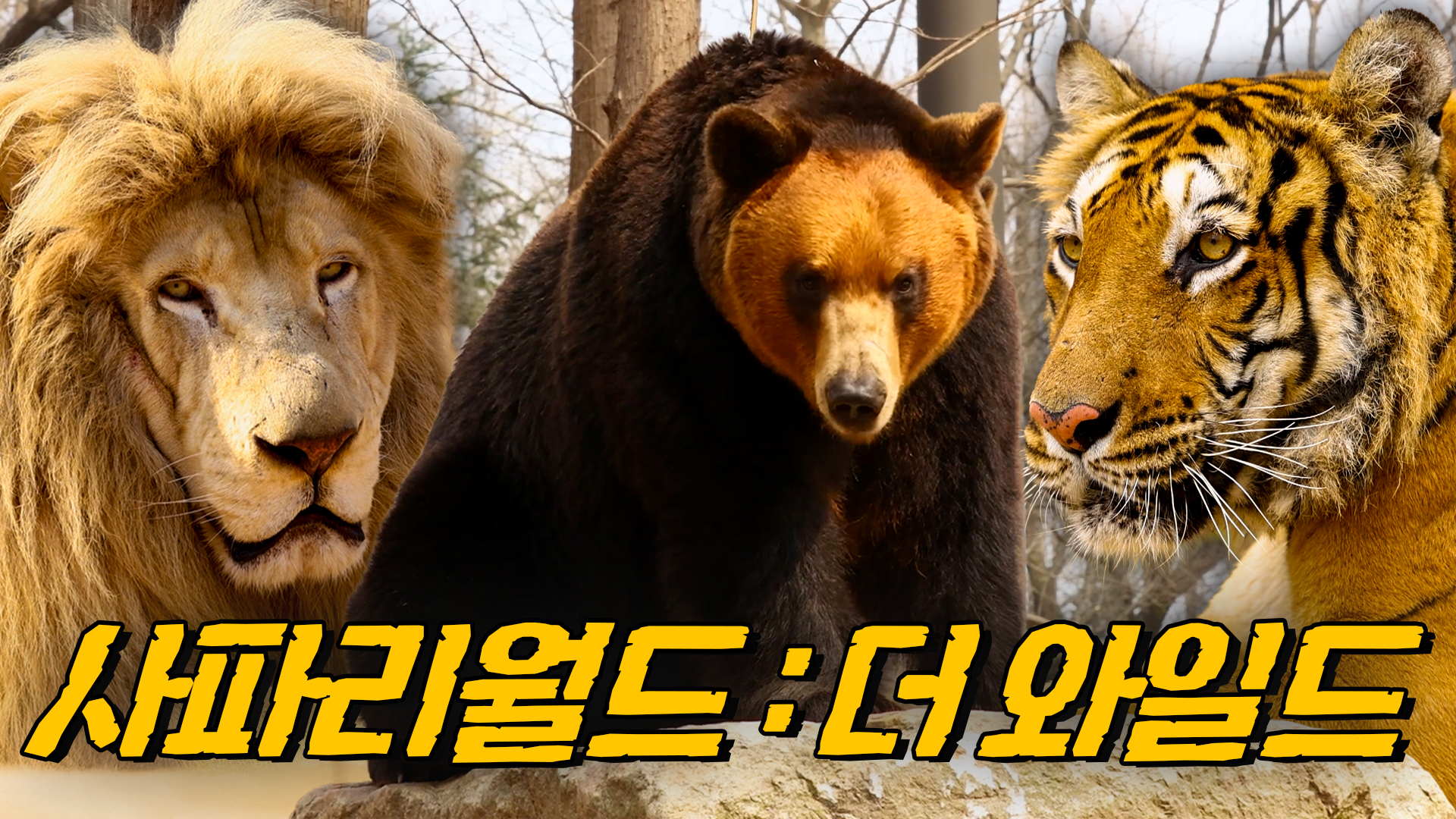 [4K] 맹수의 왕국｜#사파리월드 #더와일드 #다큐멘터리