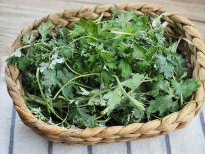 쑥 7가지 효능 및 캐는 시기 (+ 요리 된장국 끓이는 법 보관방법)