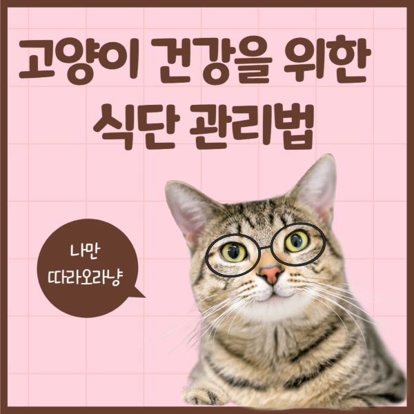 고양이 식단 관리법