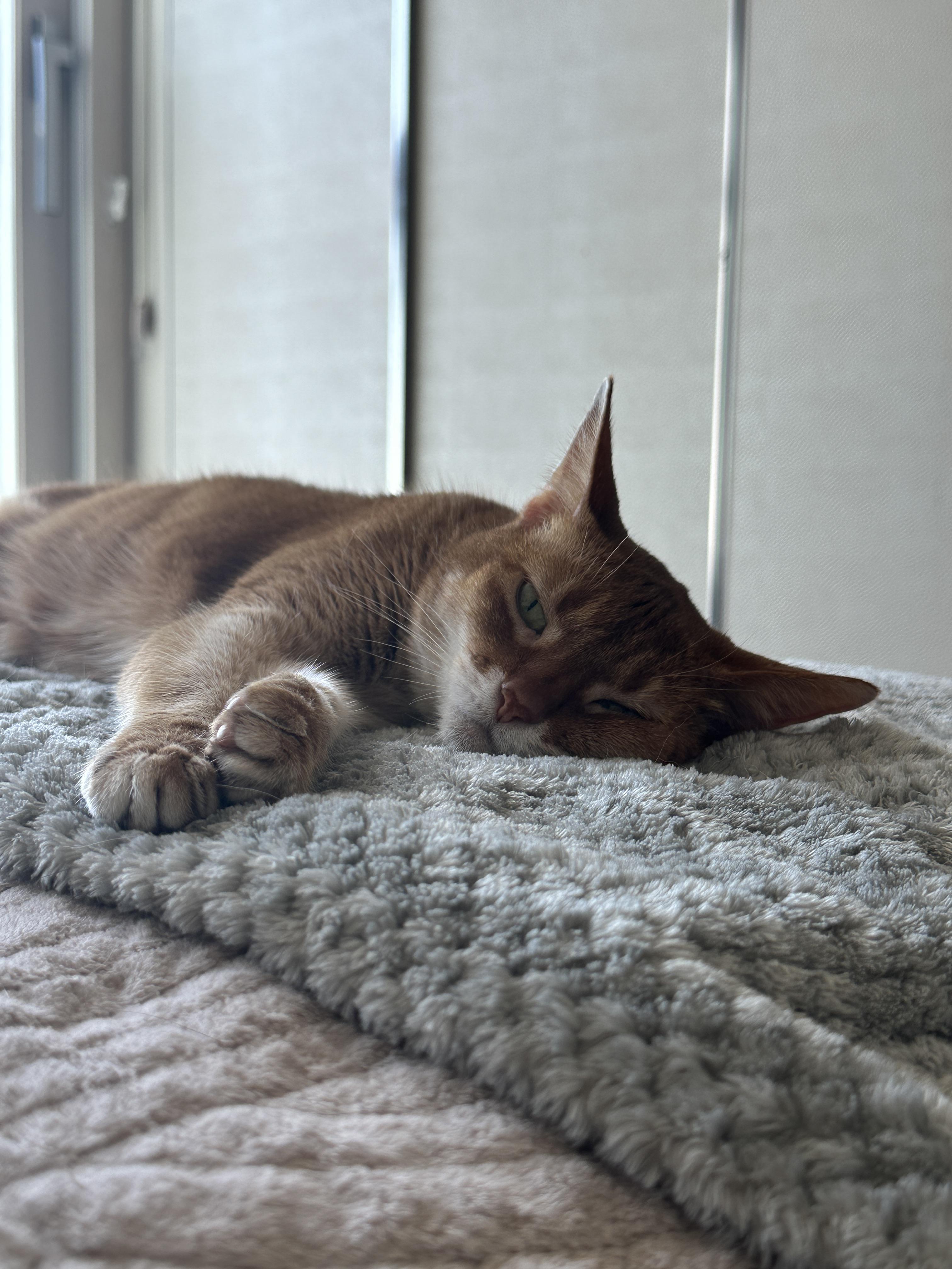 눈뜨고_엄마_쳐다보는_아비시니안_루나