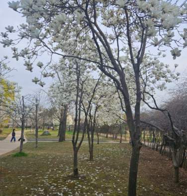 서울근교벚꽃명소