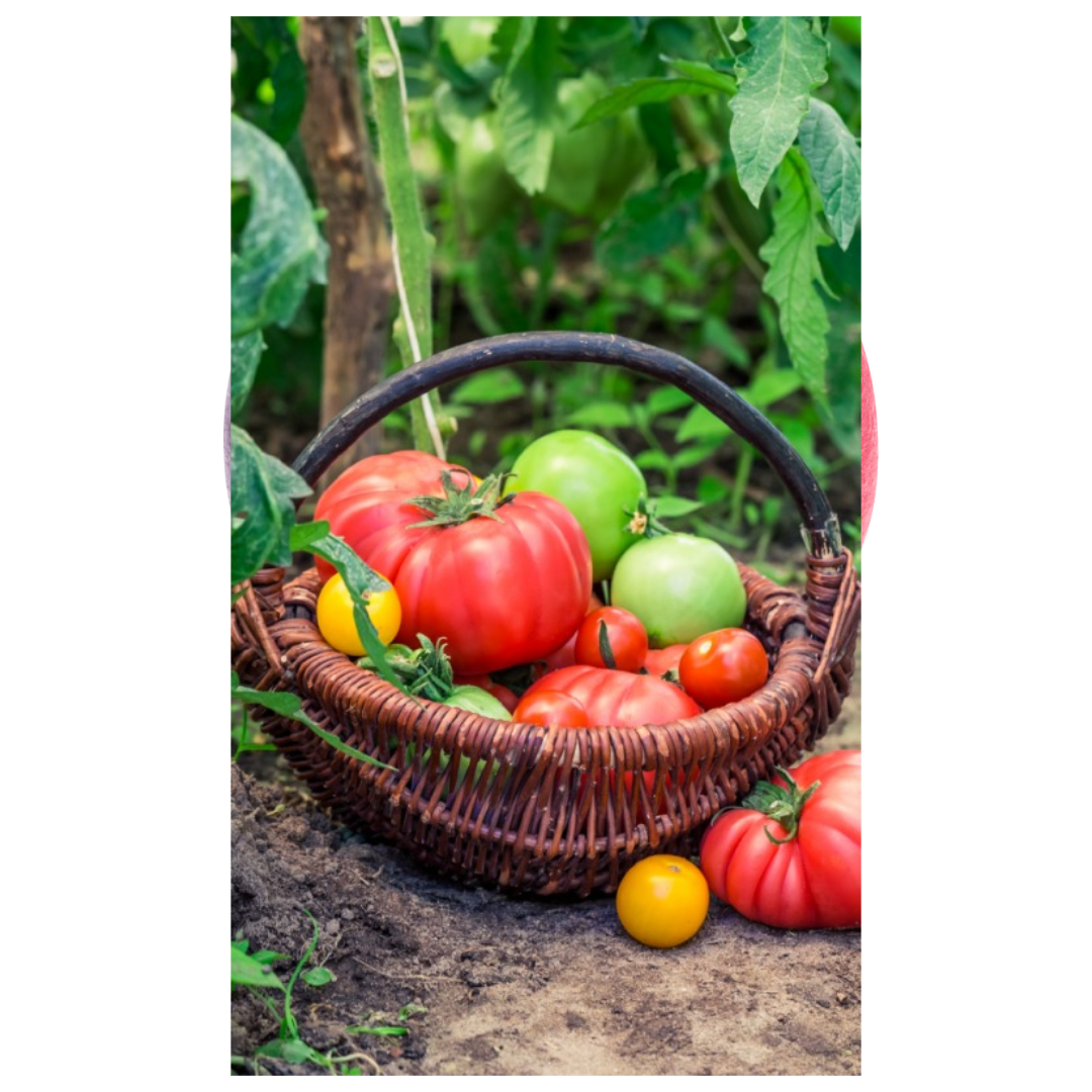 우엉차와 관련된 사진입니다.