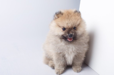 저먼 토이 스피츠의 강아지.