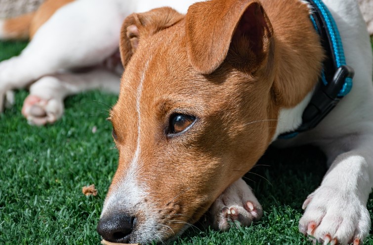 잭 러셀 테리어