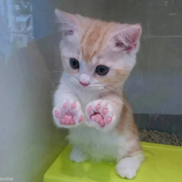 고양이 발톱 빠짐 피 염증_9