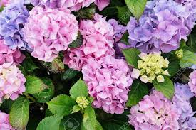 공주 유구색동 수국정원