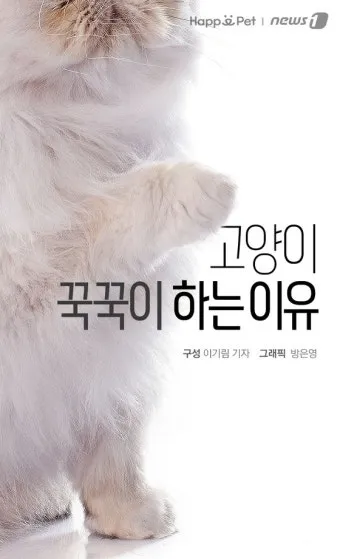 "고양이