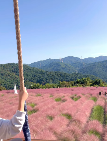 포천 허브아일랜드-핑크뮬리