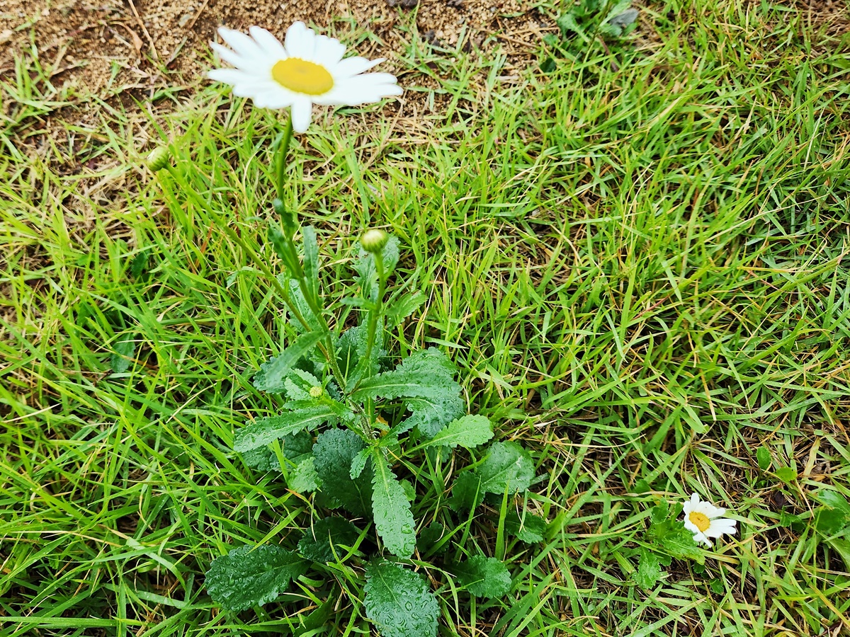 샤스타데이지 Shasta daisy