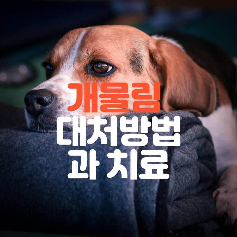 개물림에 대한 대처방법과 치료