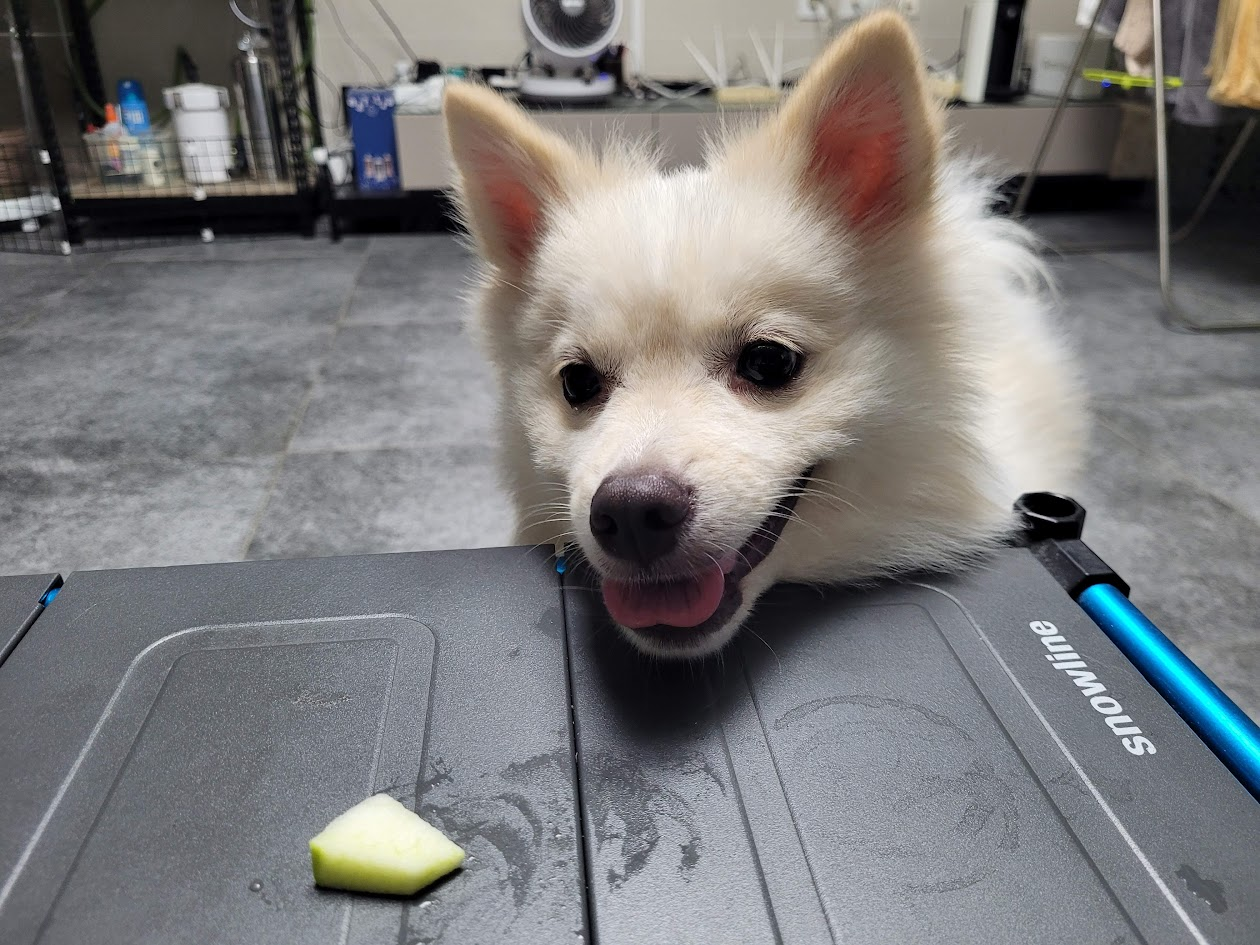 멜론이 먹고 싶어 탁자에 얼굴을 올린 강아지