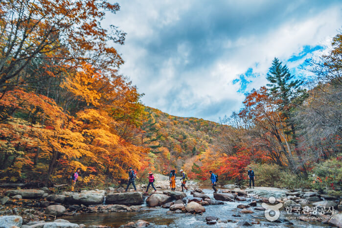 전국 단풍명소, 절정시기