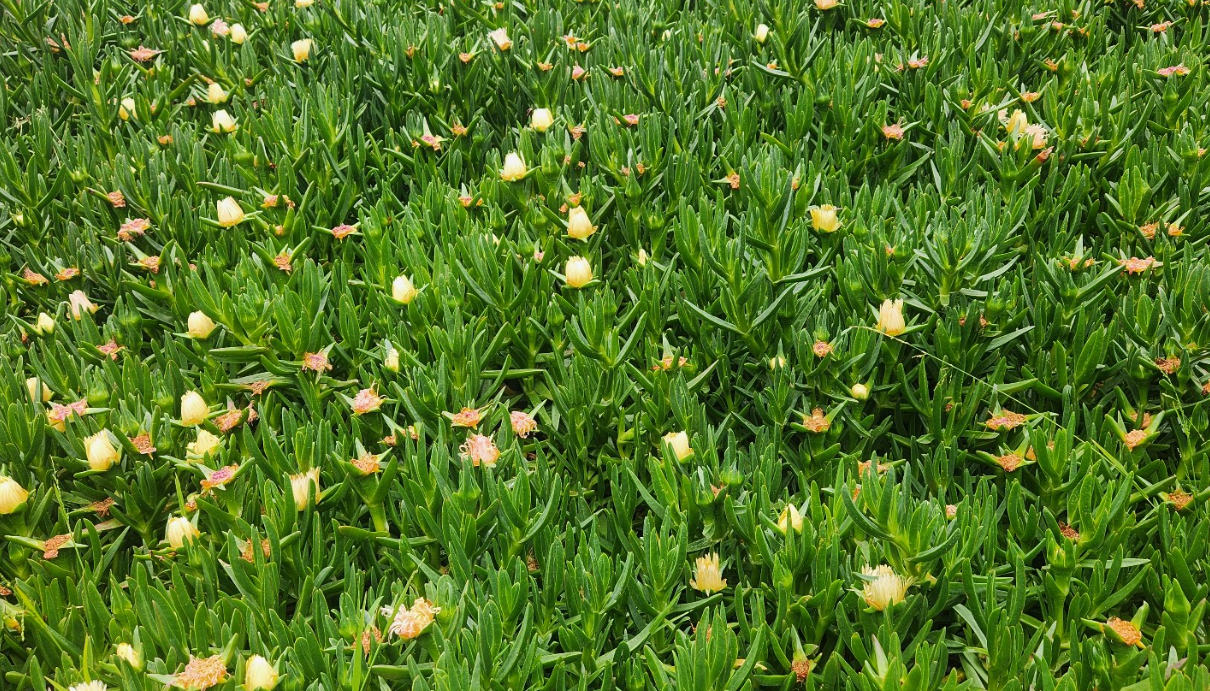 Carpobrotus edulis 
 🌼 아이스플랜트 (Ice Plant, 혹은 핑거 메스엠브리안텀)