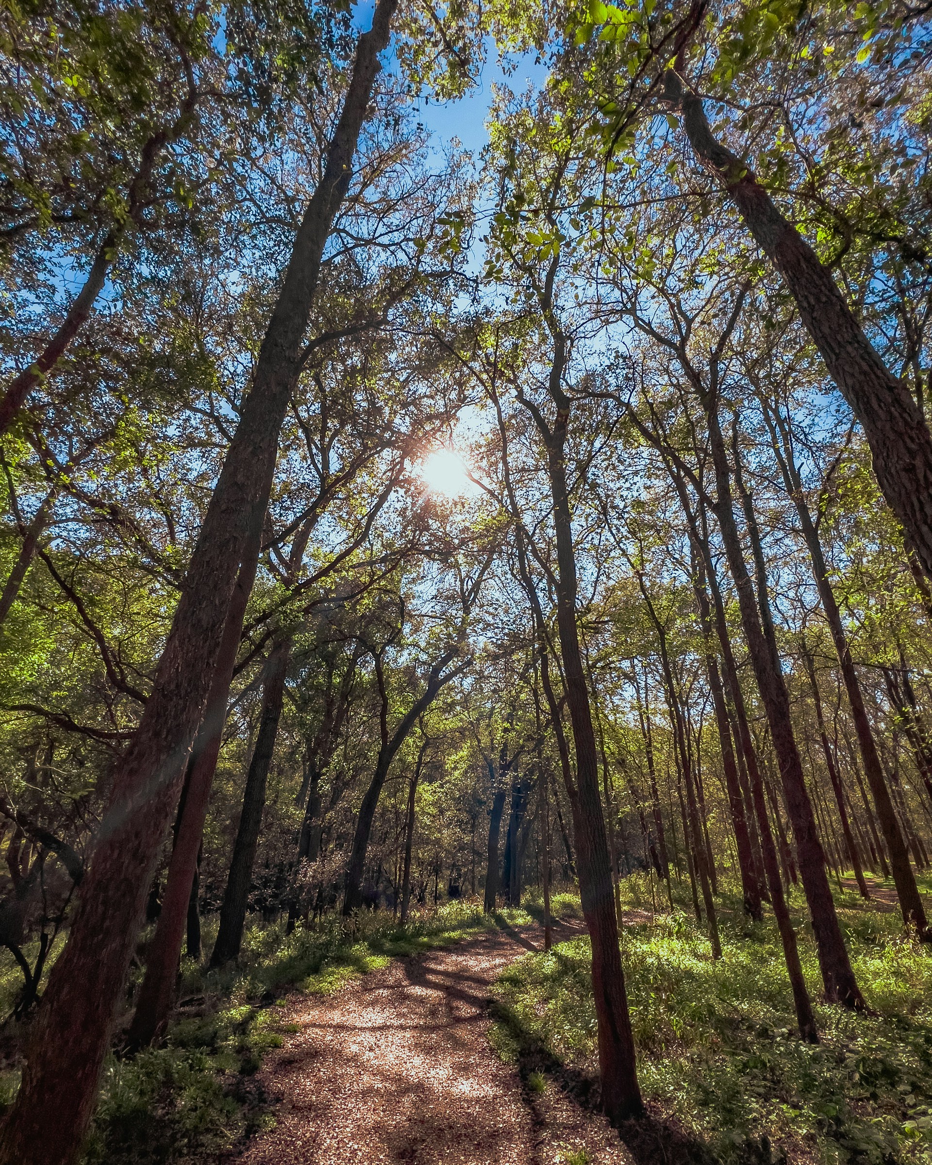 면역력을 올리는 비타민D&amp;#44; 비타민D 잘 얻는 방법
