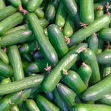 오이 효능 부작용 고르는법 칼로리