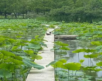 양평 세미원 연꽃축제_7