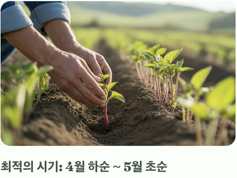 '마지막 서리'라는 이름의 약속