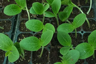 주키니 재배 모종 활착 순치기 수확 타이밍_13