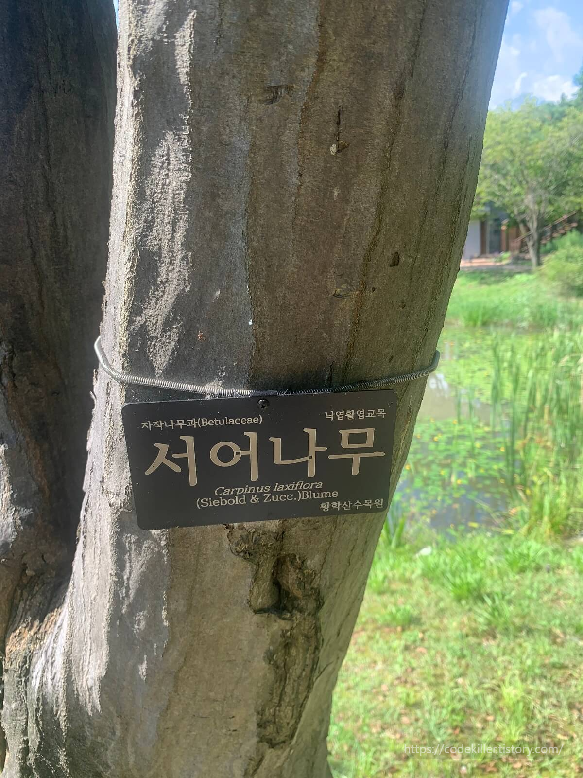 서어나무