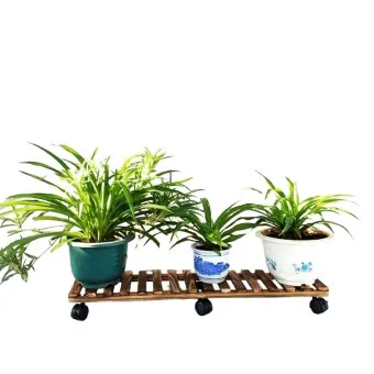 실내화분 이동 스트레스 줄이기 화분자리 변경 단계적적응 빛조절 요령_12