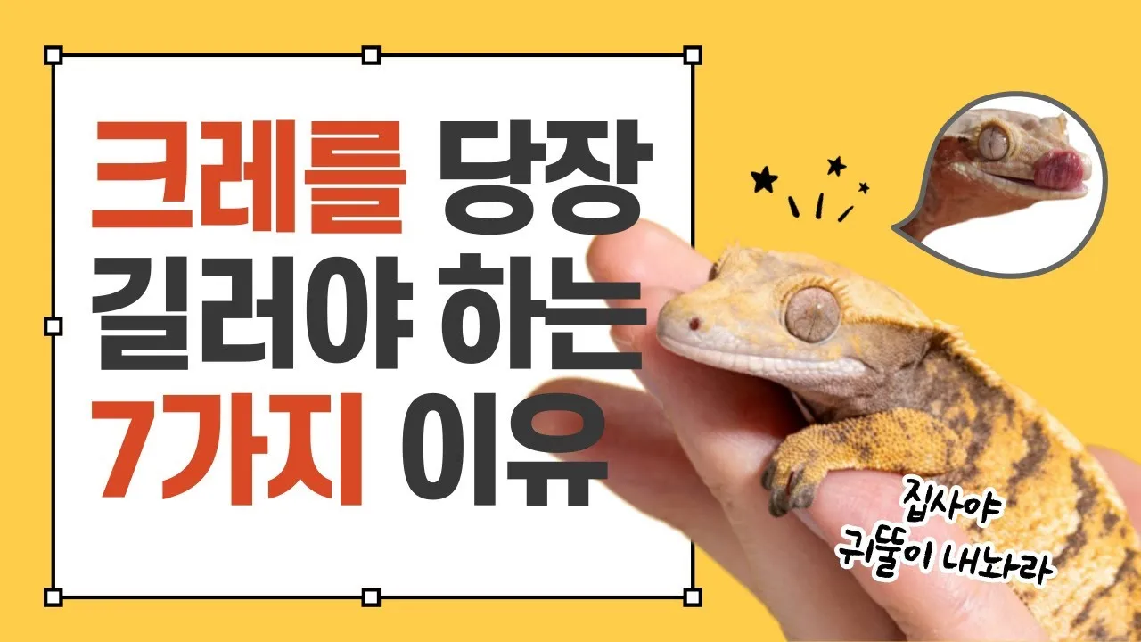 게코도마뱀 슈퍼푸드 애완도마뱀 건강 관리_2