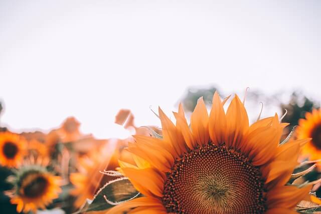 태백 해바라기 축제